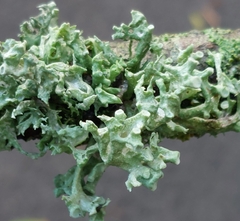 Ramalina fastigiata