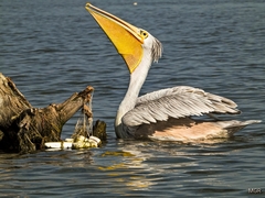 Pelecanus rufescens