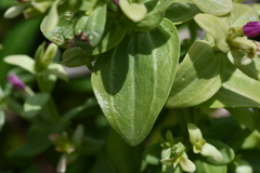Centaurium japonicum