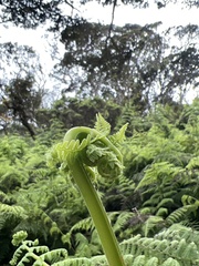 Pseudophegopteris keraudreniana