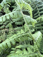 Pseudophegopteris keraudreniana