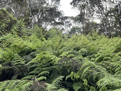 Pseudophegopteris keraudreniana