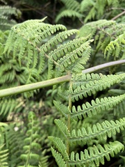 Pseudophegopteris keraudreniana