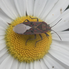 Spilostethus pandurus elegans
