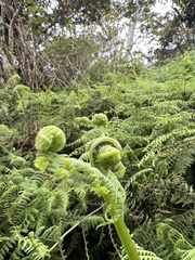 Pseudophegopteris keraudreniana