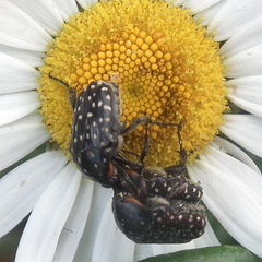 Oxythyrea marginalis