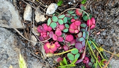 Oxalis commutata