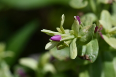 Centaurium japonicum