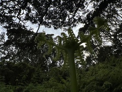 Pseudophegopteris keraudreniana