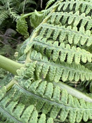 Pseudophegopteris keraudreniana