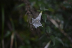 Tripterospermum luzonense