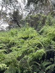 Pseudophegopteris keraudreniana