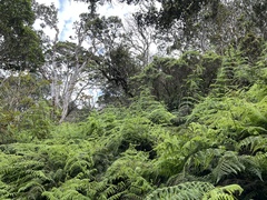 Pseudophegopteris keraudreniana
