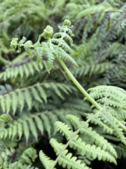 Pseudophegopteris keraudreniana