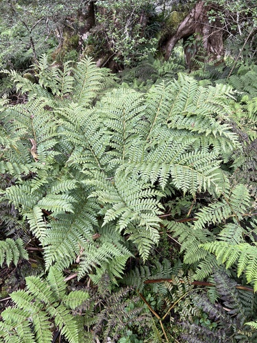 Marattia douglasii observed 2022-11-05