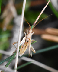 Stenodema laevigata