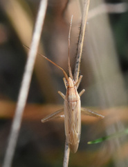 Stenodema laevigata