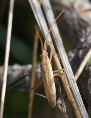 Stenodema laevigata