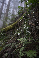 Tripterospermum luzonense