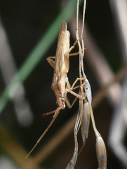 Stenodema laevigata