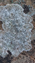 Lecanora campestris