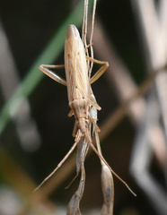Stenodema laevigata