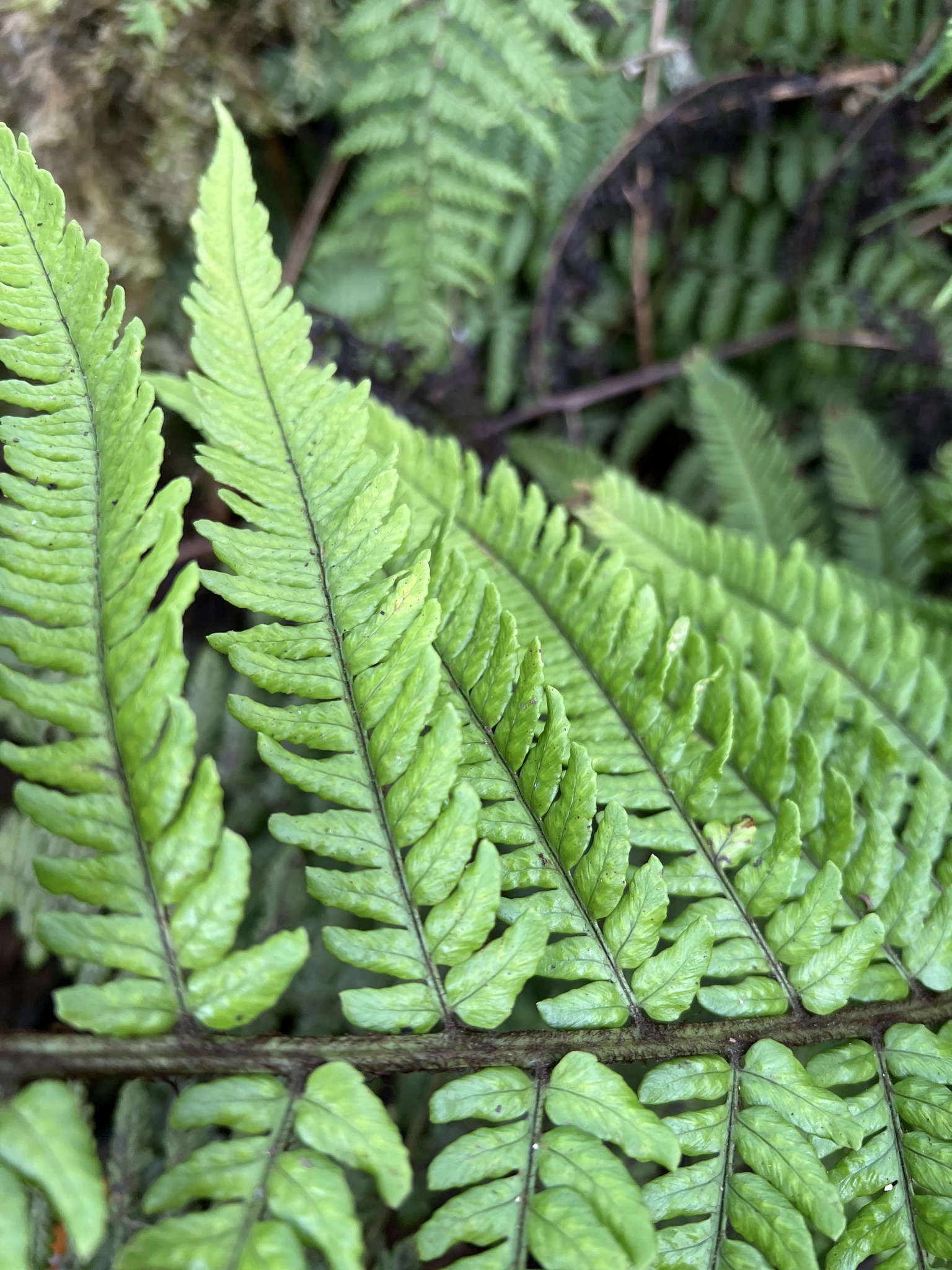 Dryopteris fuscoatra var. lamoureuxii