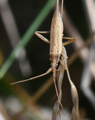 Stenodema laevigata