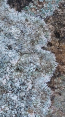 Lecanora campestris