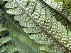 Dryopteris fuscoatra