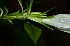 Tripterospermum taiwanense