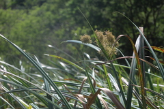 Cyperus latifolius