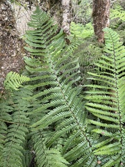 Dryopteris fuscoatra