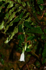 Tripterospermum taiwanense