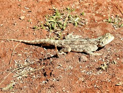 Agama aculeata