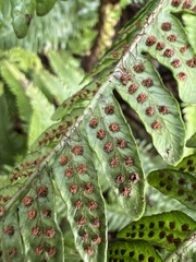 Dryopteris fuscoatra