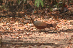 Mesitornis variegatus