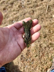 Ceratophyllum