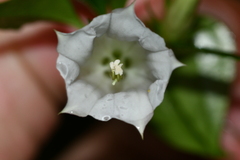 Tripterospermum taiwanense