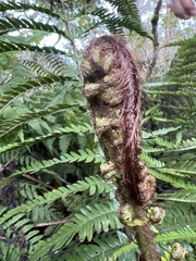 Dryopteris fuscoatra