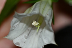 Tripterospermum taiwanense