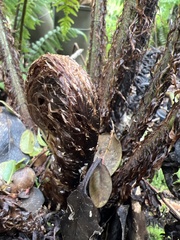 Dryopteris fuscoatra