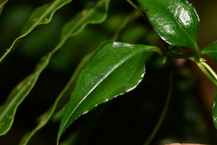 Tripterospermum taiwanense