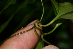 Tripterospermum taiwanense