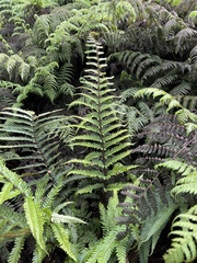 Dryopteris fuscoatra