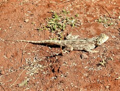Agama aculeata