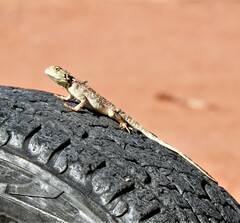 Agama aculeata