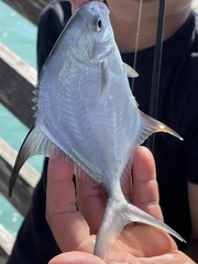 Trachinotus falcatus