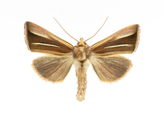 Plusia venusta