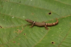 Sphaerodactylus glaucus